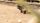 cat compilation