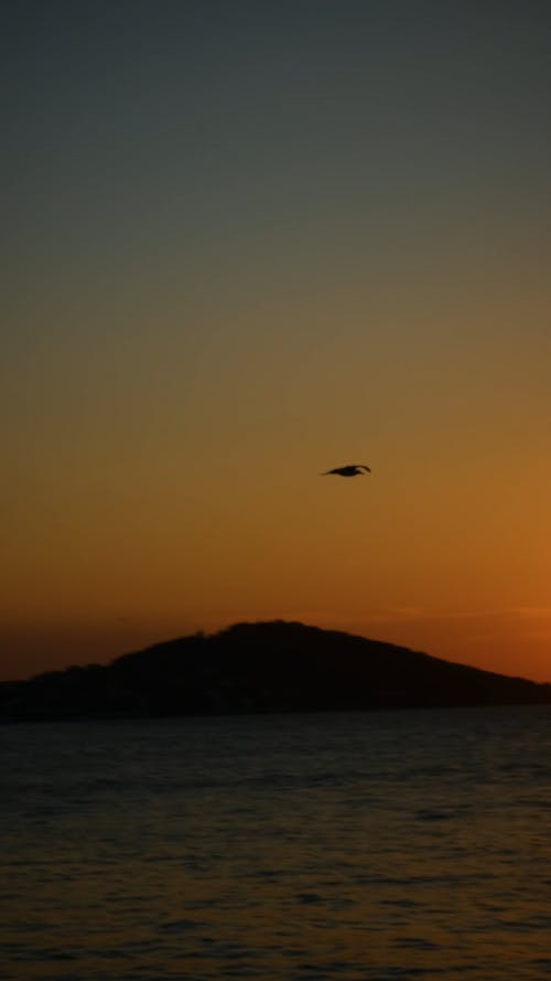 bird flying at sunset