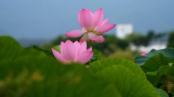 大风中的荷花视频素材免费下载视频素材视频素材