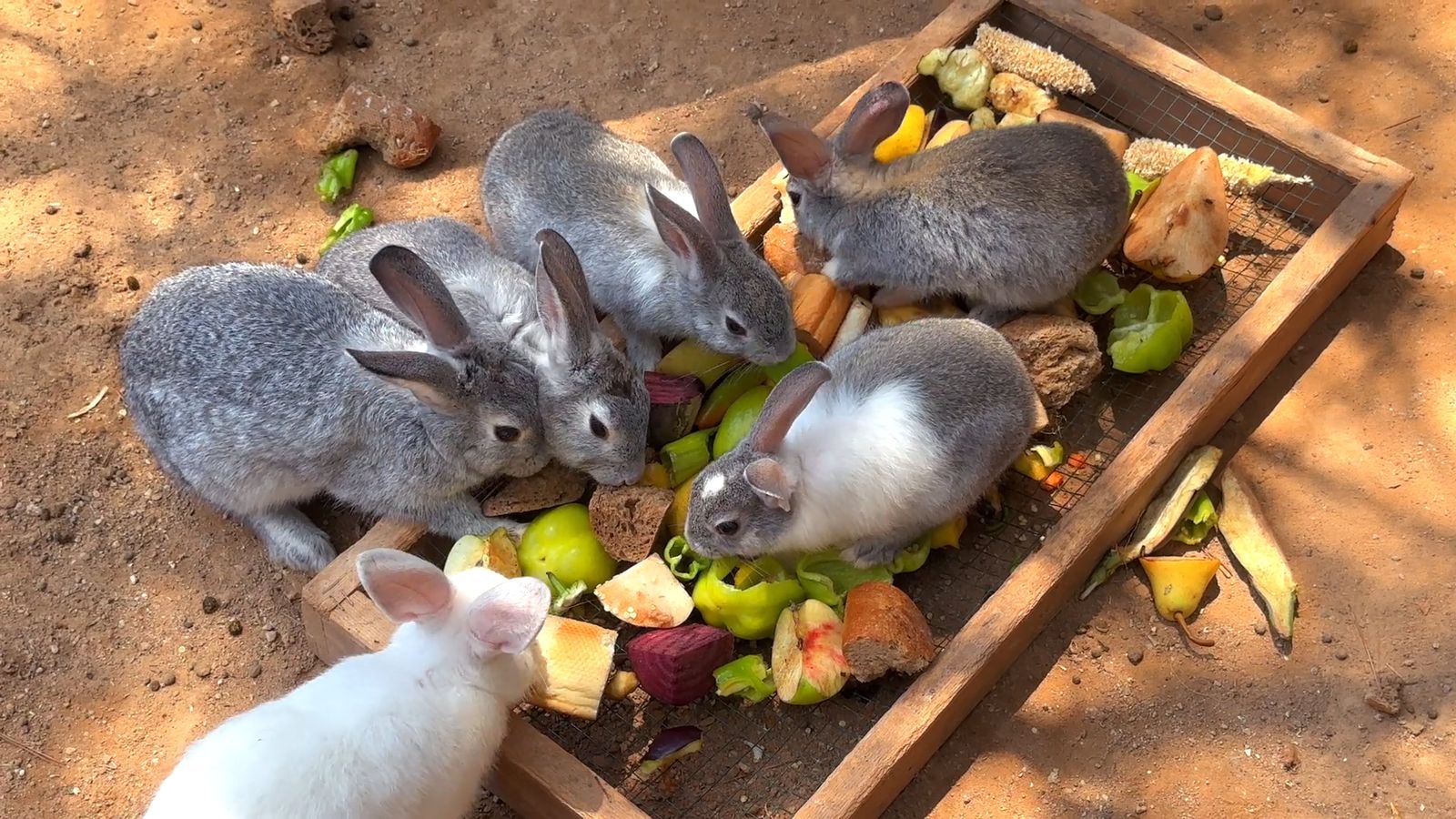 Rabbits Resting On A Pot With A Plant Free Stock Video Footage, Royalty ...