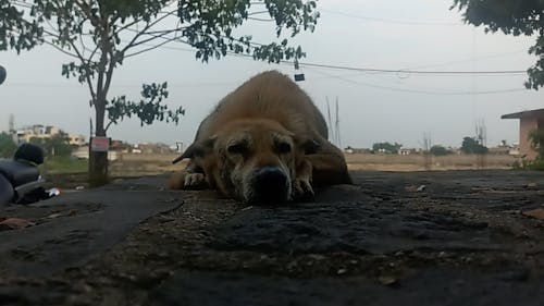 Indian breed Street dog 