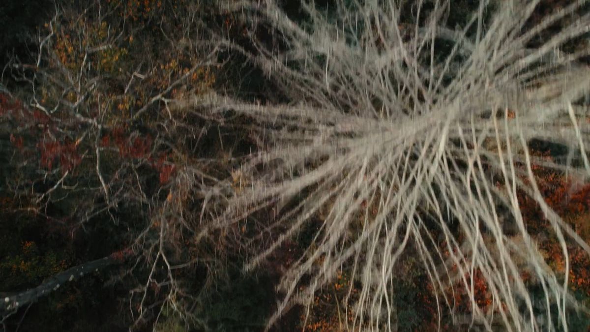Tree Fall Image Overhead Aerial View of Tall Trees with Fall Foliage Free Stock Video Footage ...