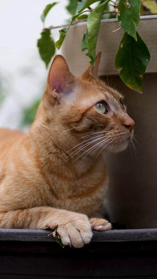 An Orange Tabby Cat Lying by a Potted Plant 