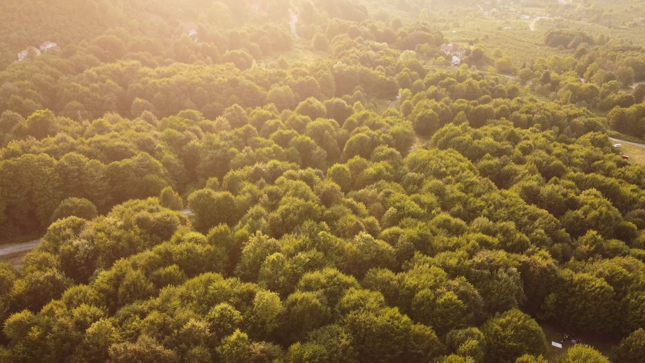 Aerial view of a forest with trees and sun Free Stock Video Footage ...