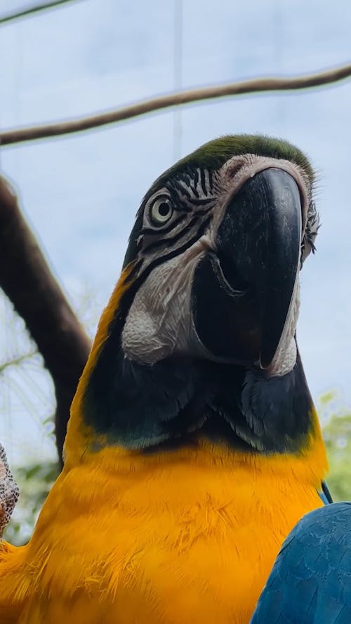 Macaw (Arara)