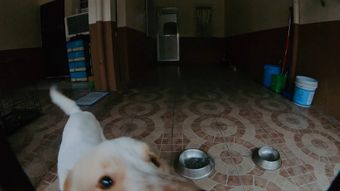 宠物视频素材