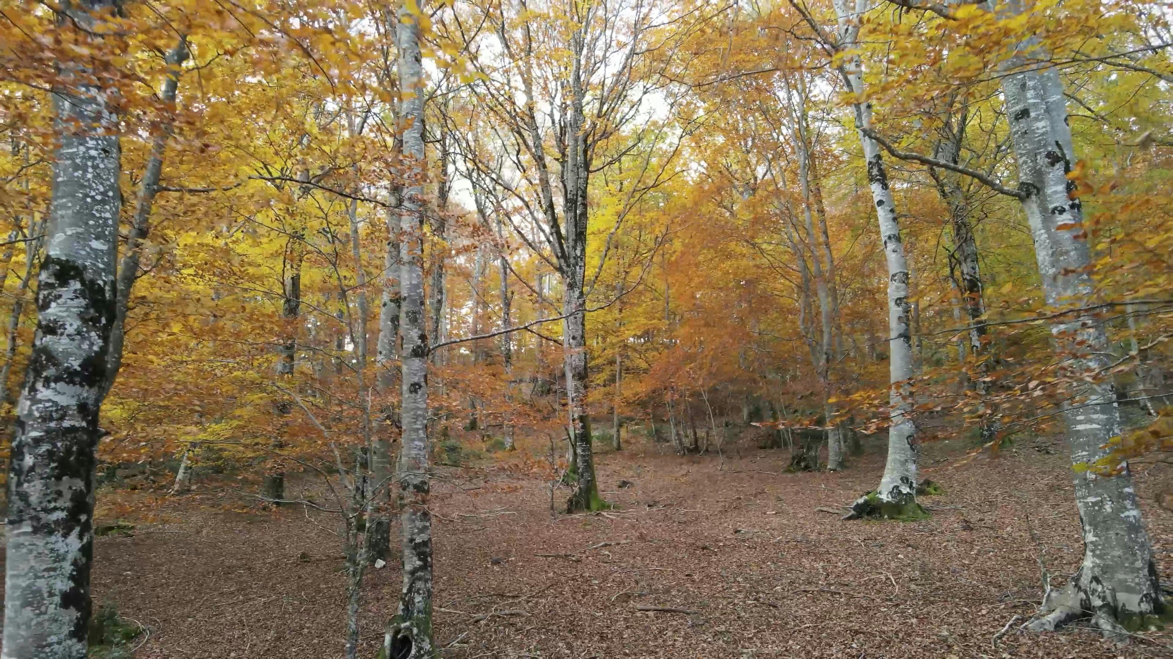 A Paved Pathway Between Trees in a Forest Free Stock Video Footage ...