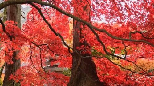 Hojas Rojas En Otoño