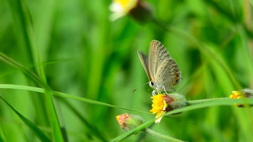 Een Vlinder Op Een Bloem