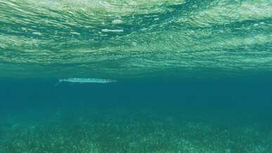 a fish swims in the ocean under the water