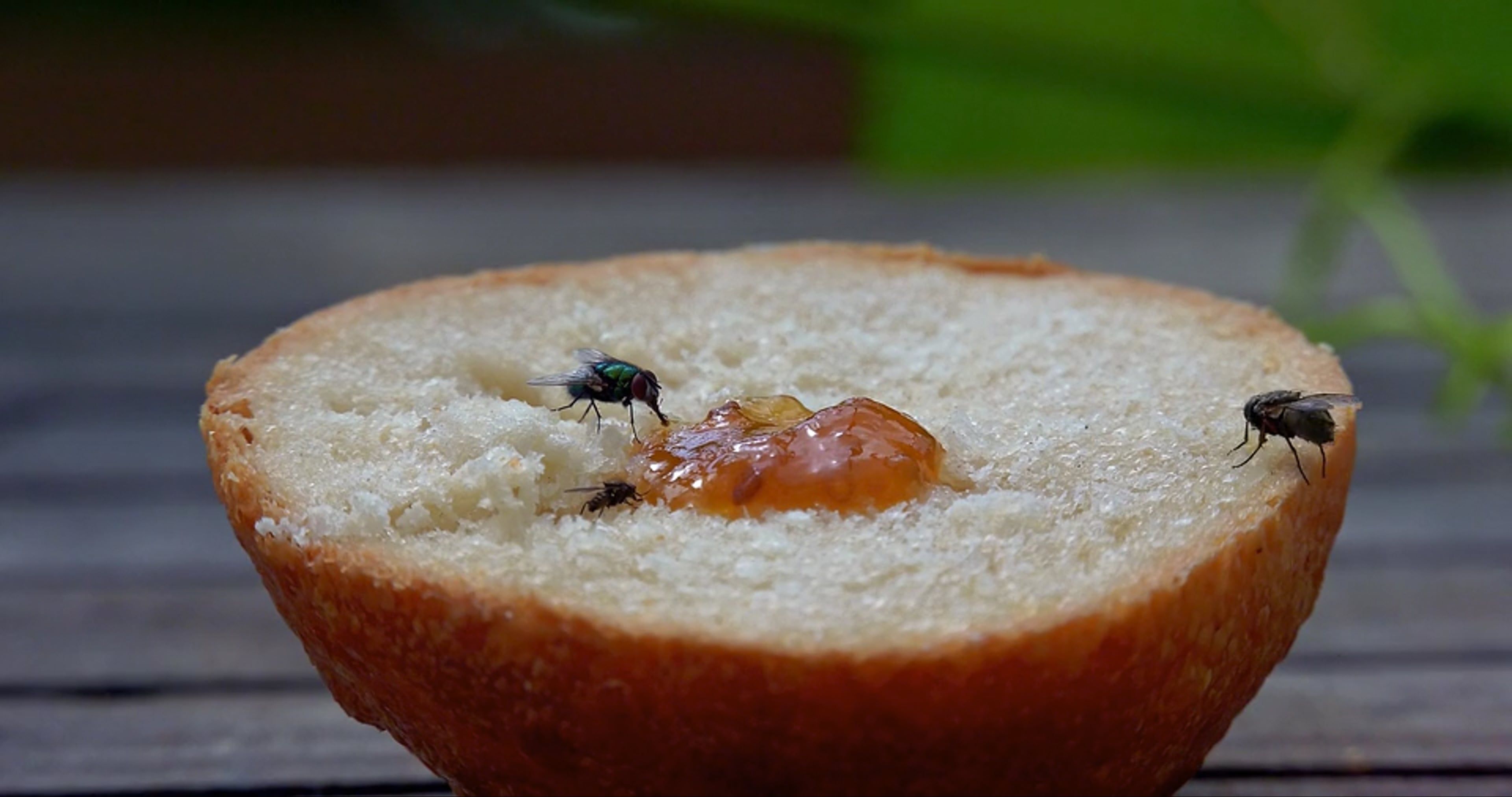 Eaten Insects Videos, Download The BEST Free 4k Stock Video Footage ...