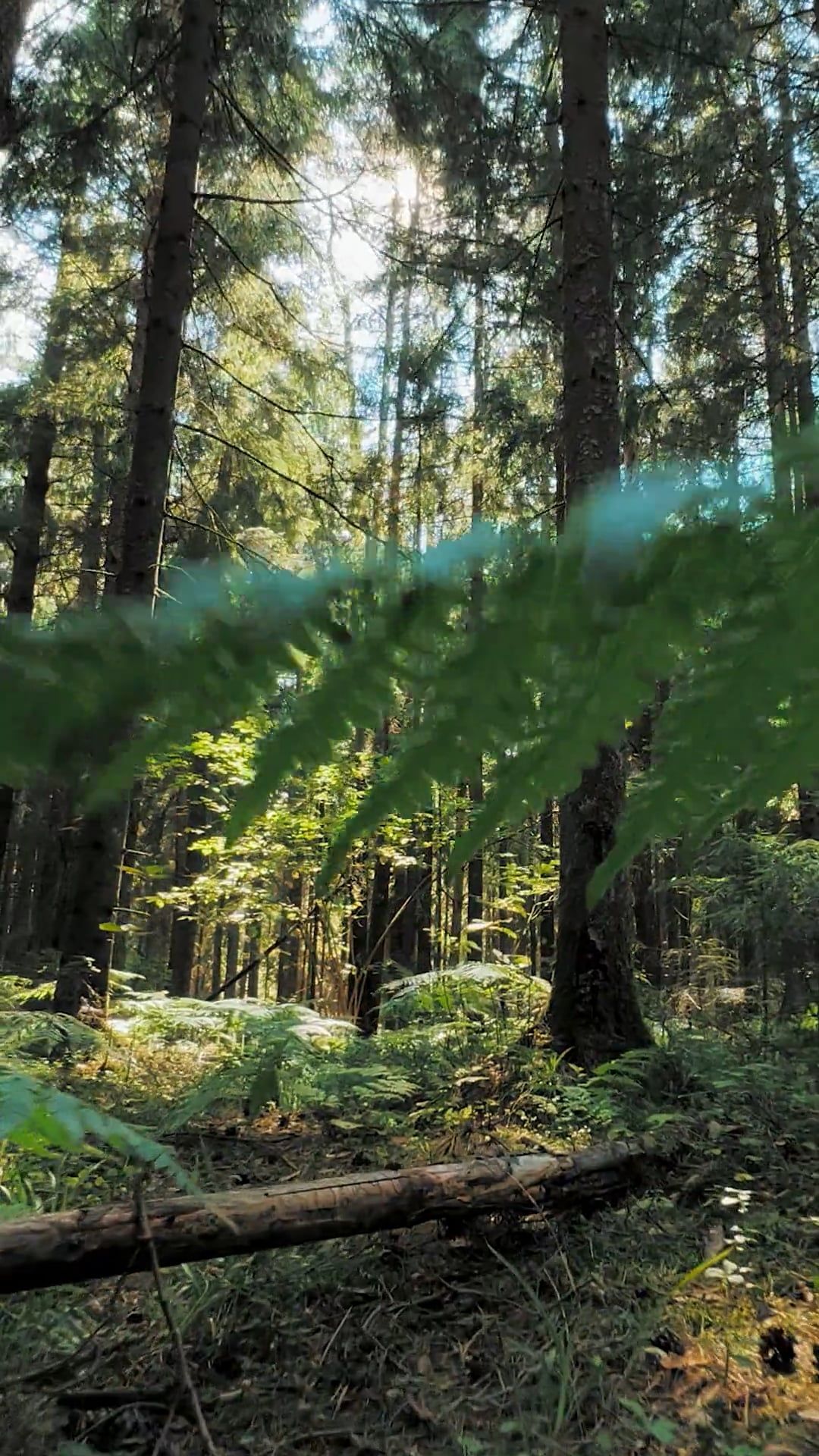 A forest with trees and sun shining through Free Stock Video Footage ...
