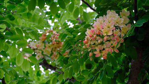 Cassia Javanica