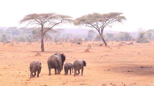 Elephant herd