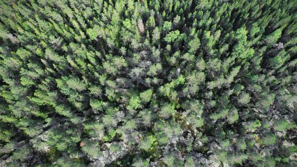 Aerial Drone View of Lush Green Forest Free Stock Video Footage ...