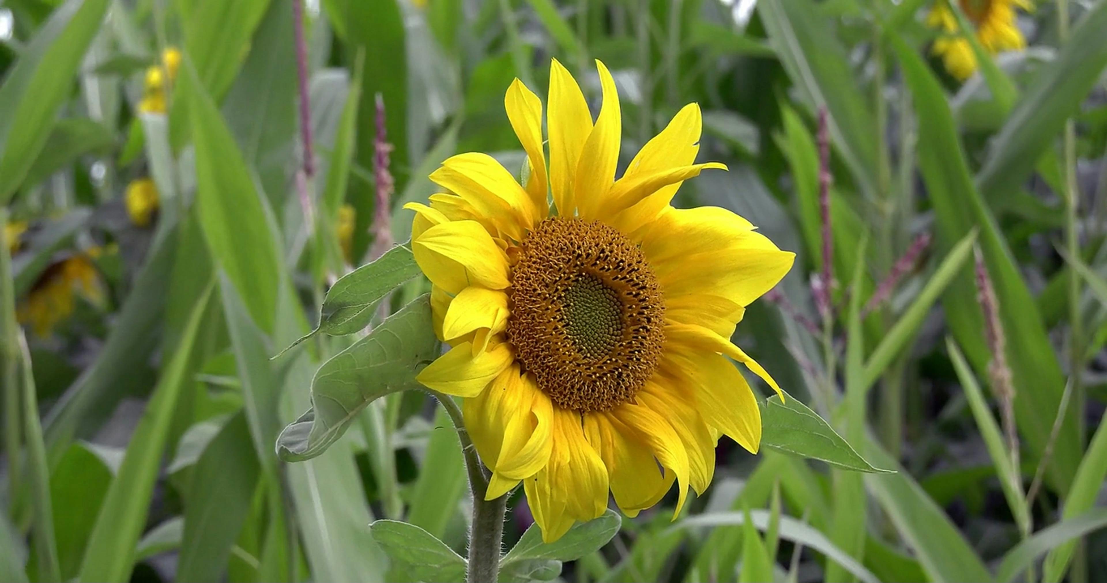 Boise Swingers Videos, Download The BEST Free 4k Stock Video Footage