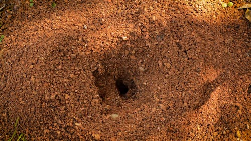 Hormigas Trabajando Para Los Días De Lluvia