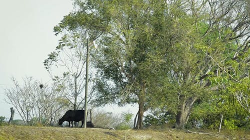 Seekor Sapi Di Ladang Memakan Rumput