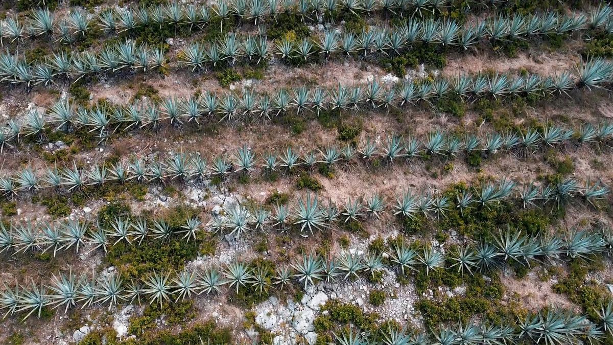Vídeos de stock gratuitos sobre @al aire libre, aéreo, agave, agave ...