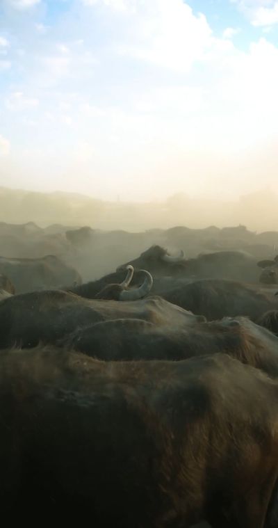 Emre  Akyol's fantasy landscape cinematic video