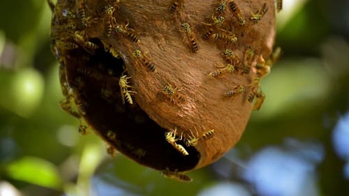 Colony Of Bees