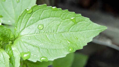 Close-Up View Of A Leaf With Water Droplets