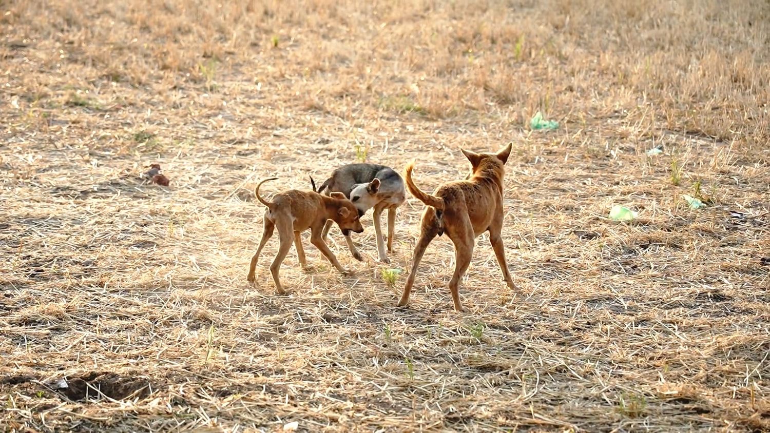 Mating Dog Videos, Download The BEST Free 4k Stock Video Footage ...