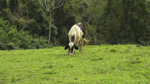 Uma vaca pastando em uma fazenda 1