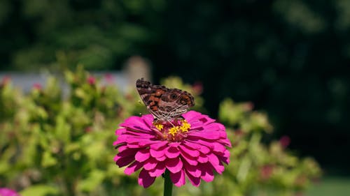 Butterfly on Magenta Flower