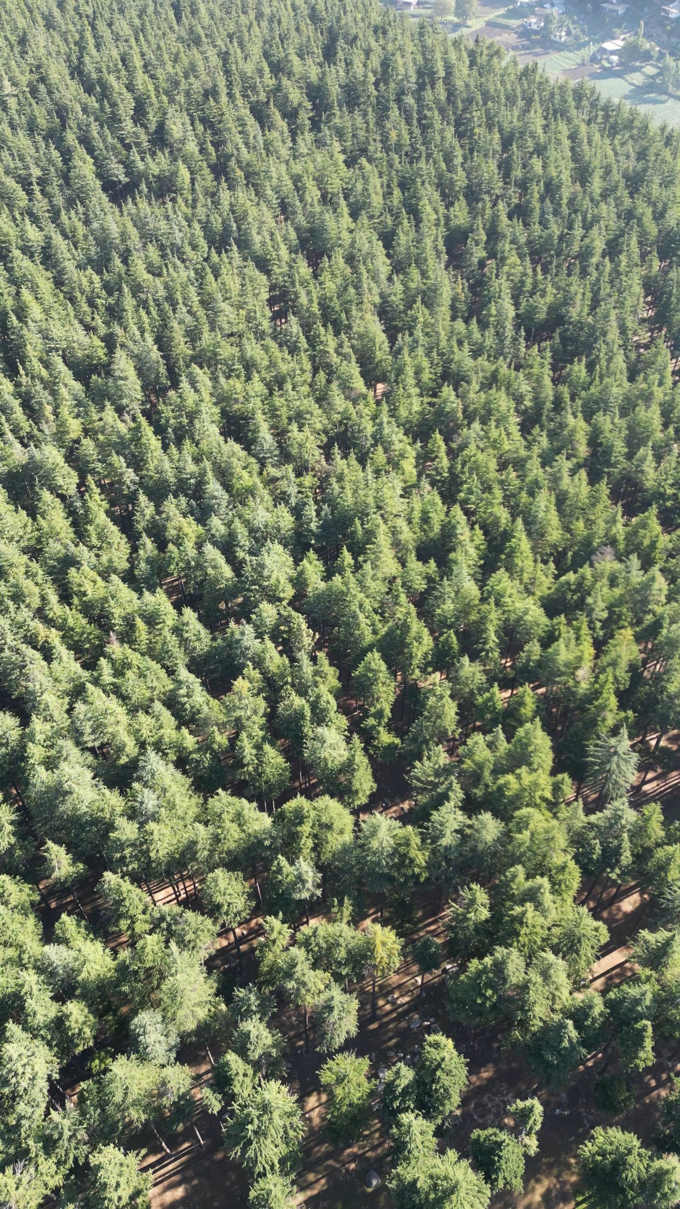 an aerial view of a forest with trees 17996666 — free pexels stock footage