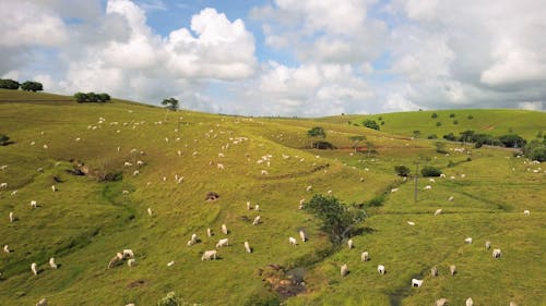 Vários bois se alimentando na colina