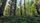 woods