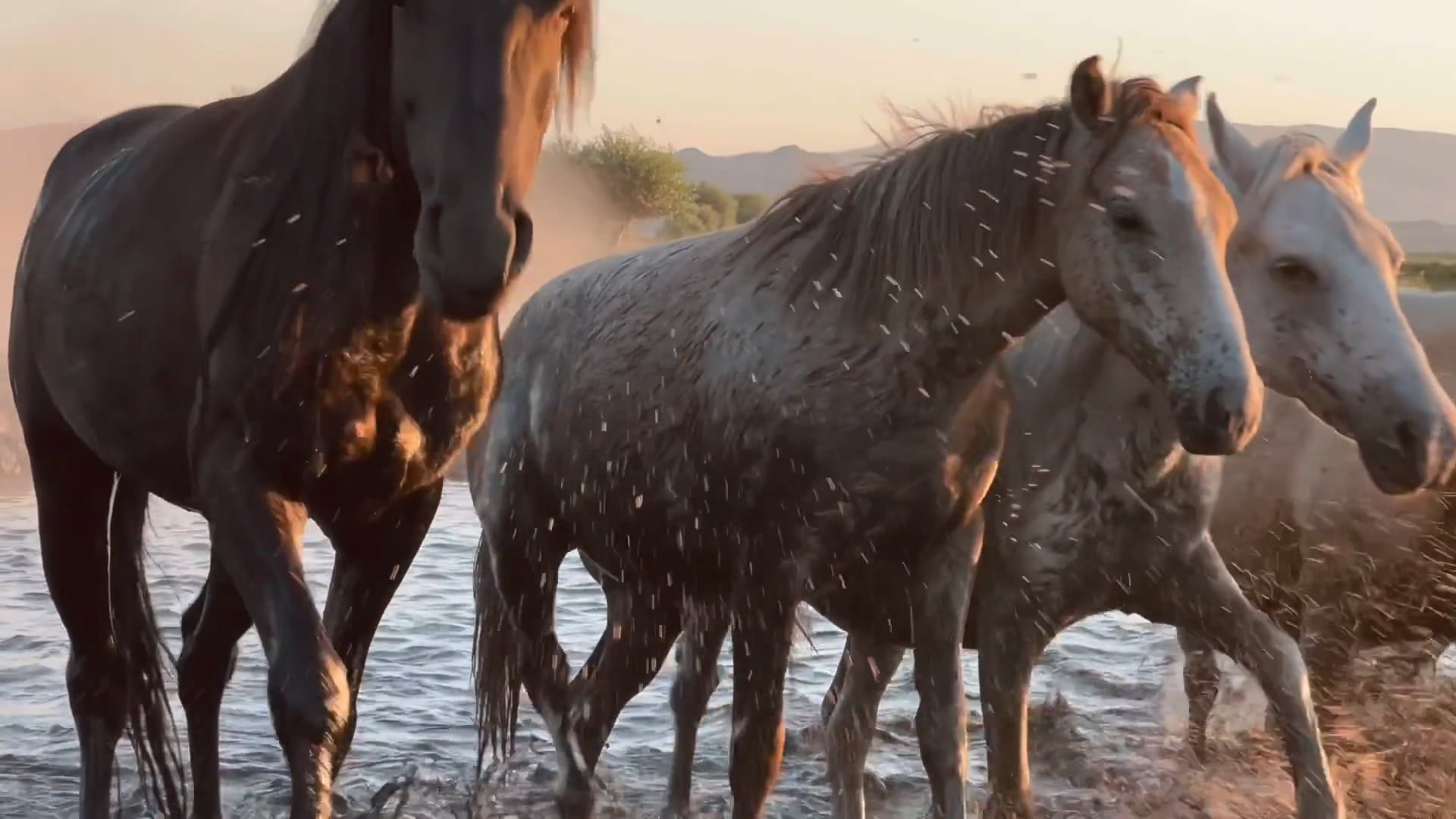 Stallions Videos, Download The BEST Free 4k Stock Video Footage ...