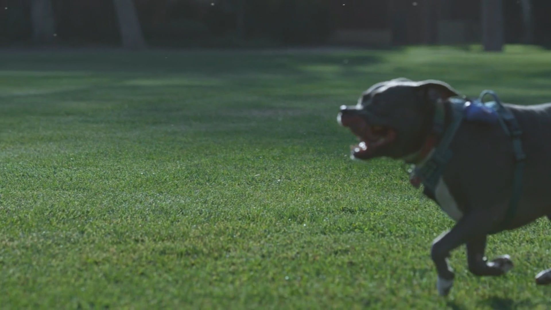 Silly Pets Videos Download The Best Free 4k Stock Video Footage