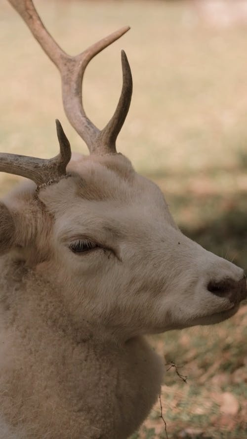 stunning white deer looking at camera