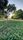 green grass