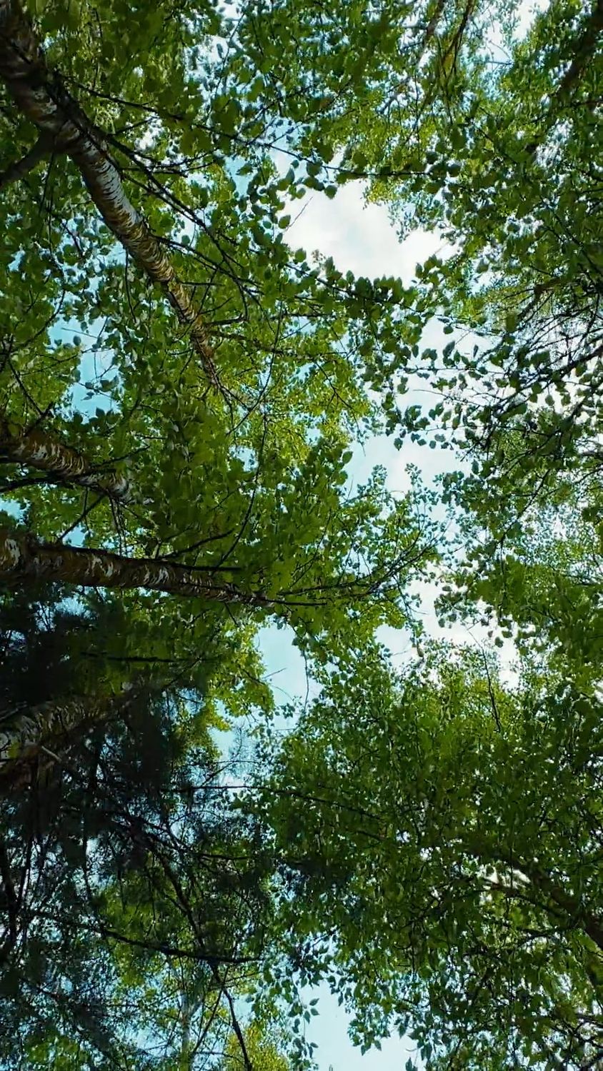 View Over Trees A view of trees from above looking down Free Stock Video Footage ...