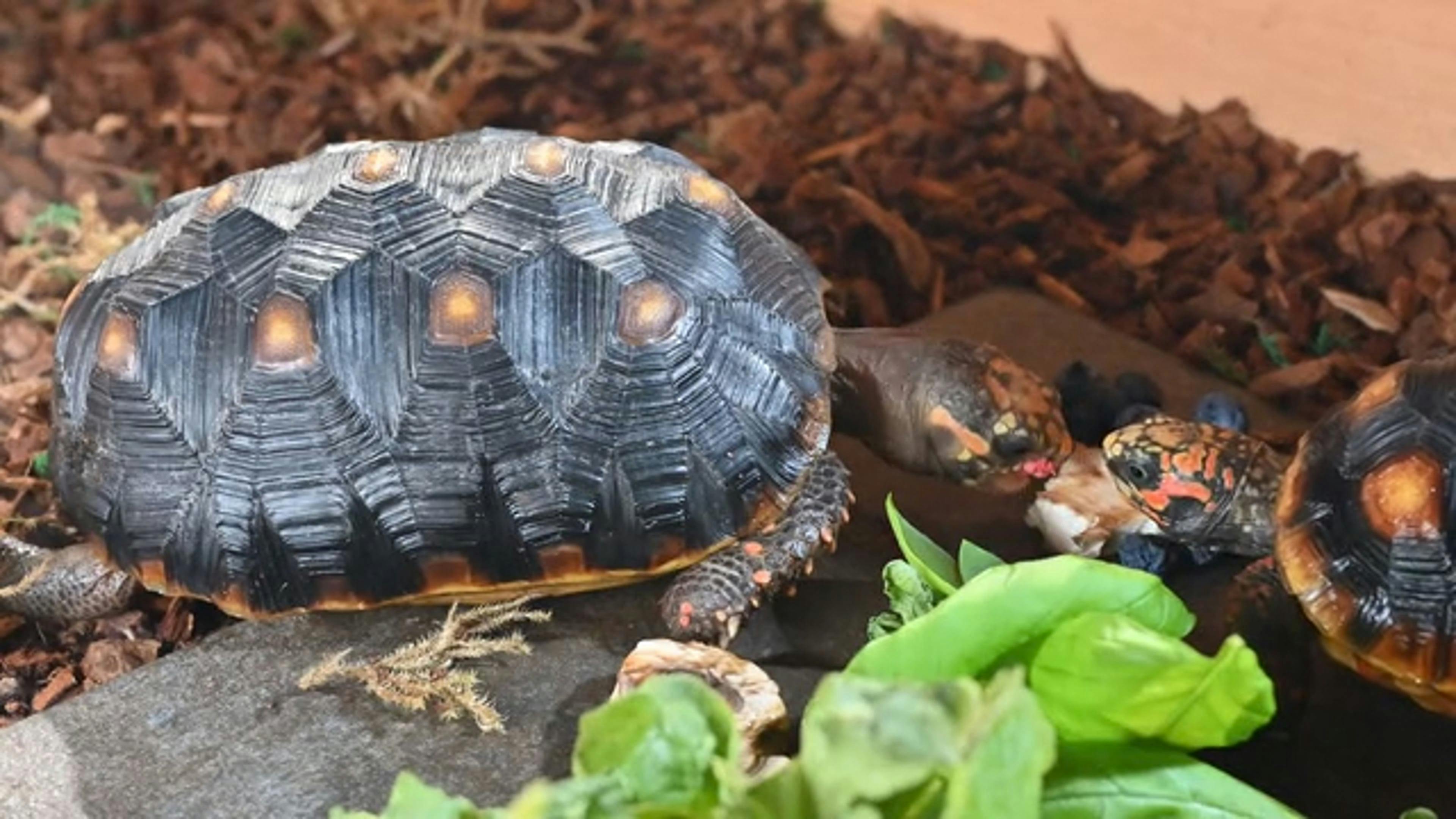 Redfoot tortoises eating Free Stock Video Footage, RoyaltyFree 4K & HD Video Clip