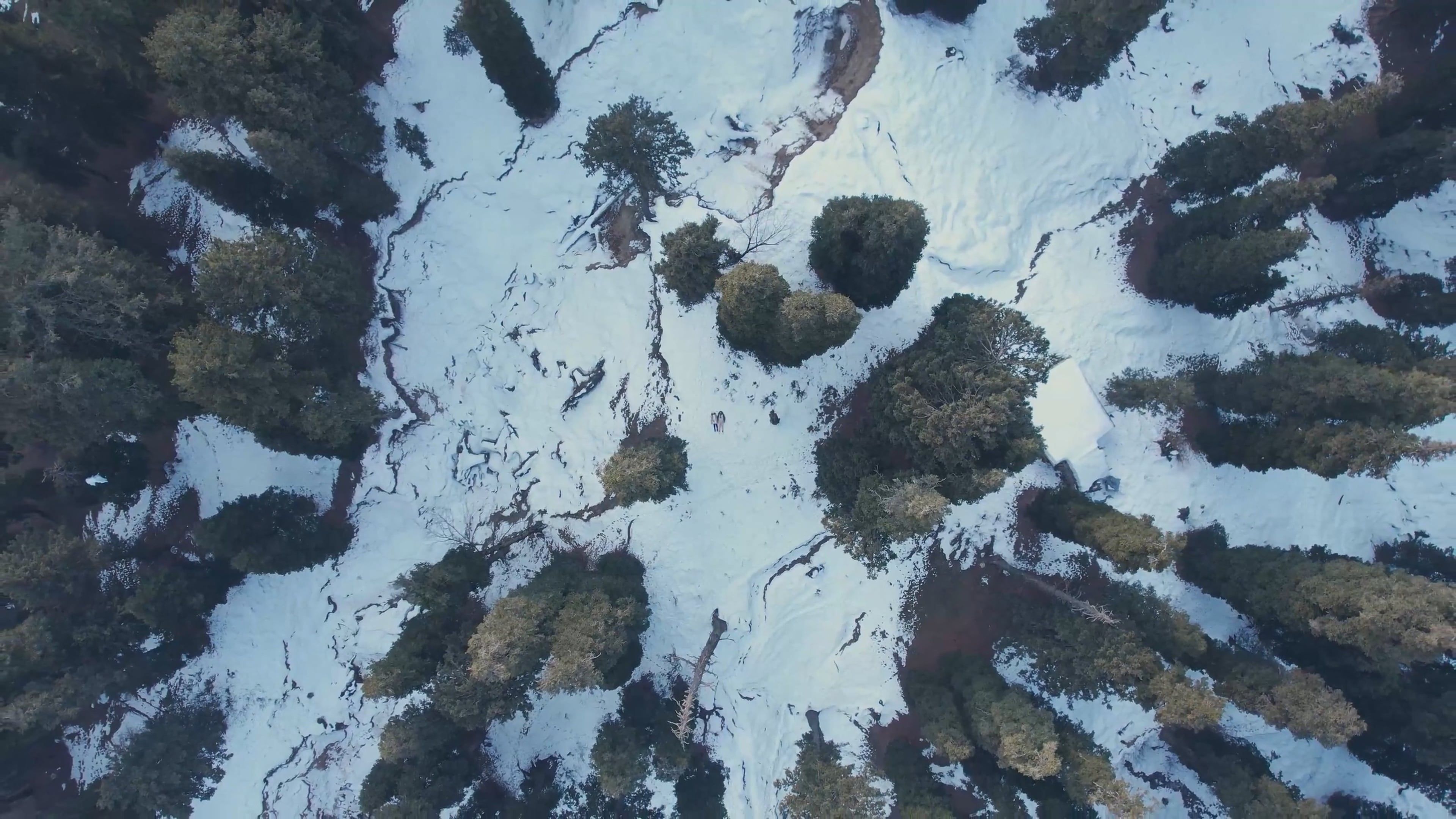 Drone Footage of Snow Covered Trees on the Forest Free Stock Video ...