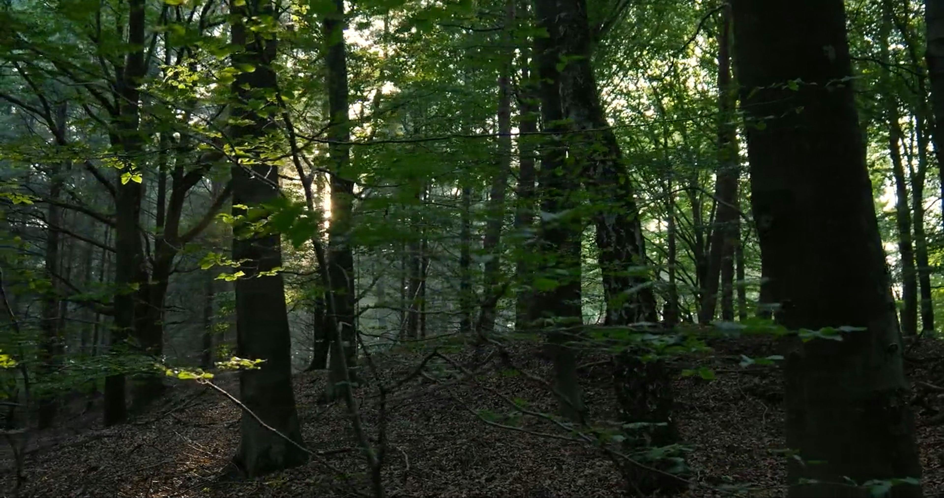 the sun shines through the trees in a forest 18209572