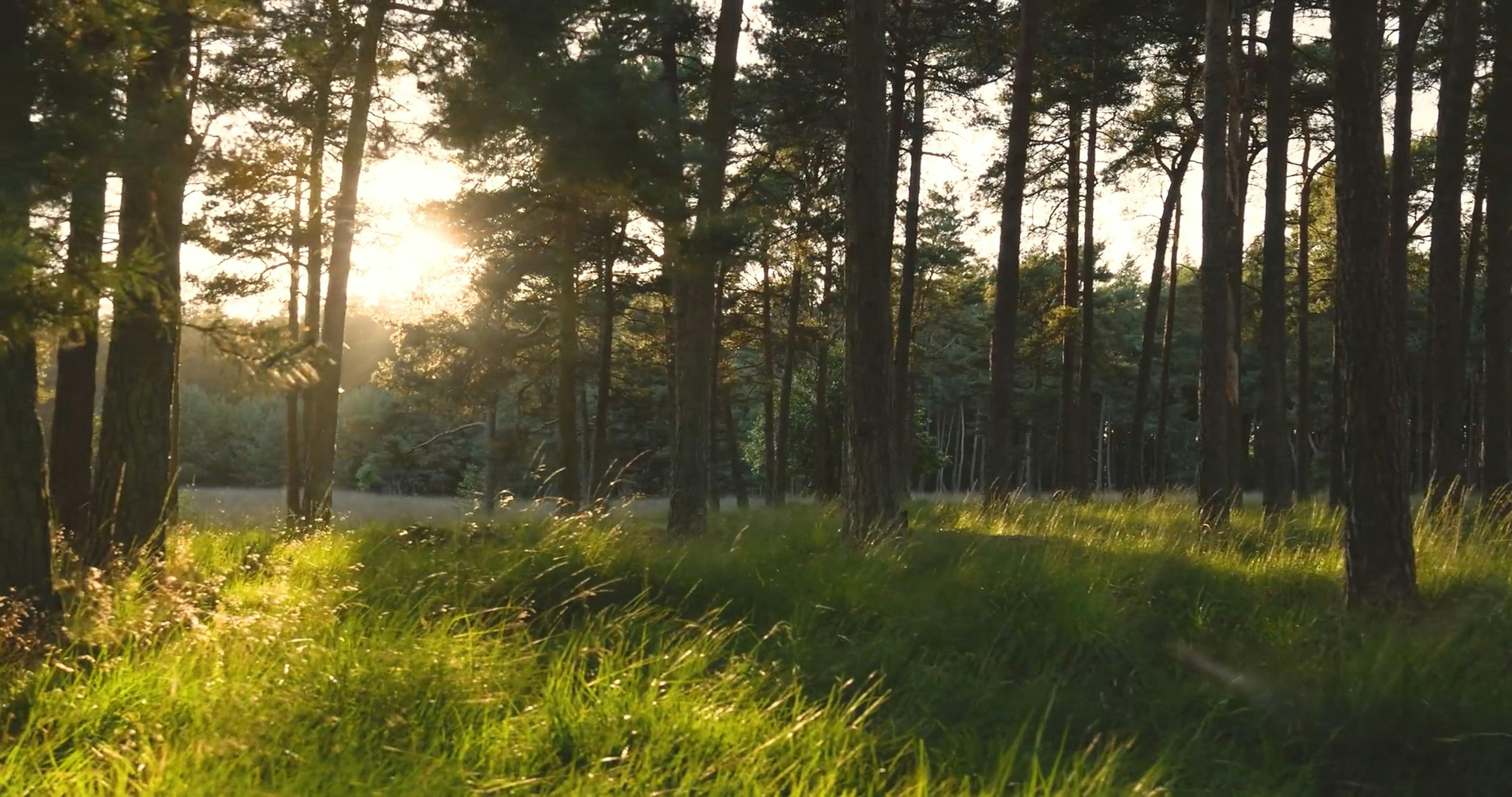 Video by Matthias Groeneveld