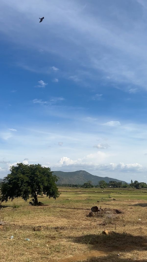 A tree on a hill with a blue sky Free Stock Video Footage, Royalty-Free ...