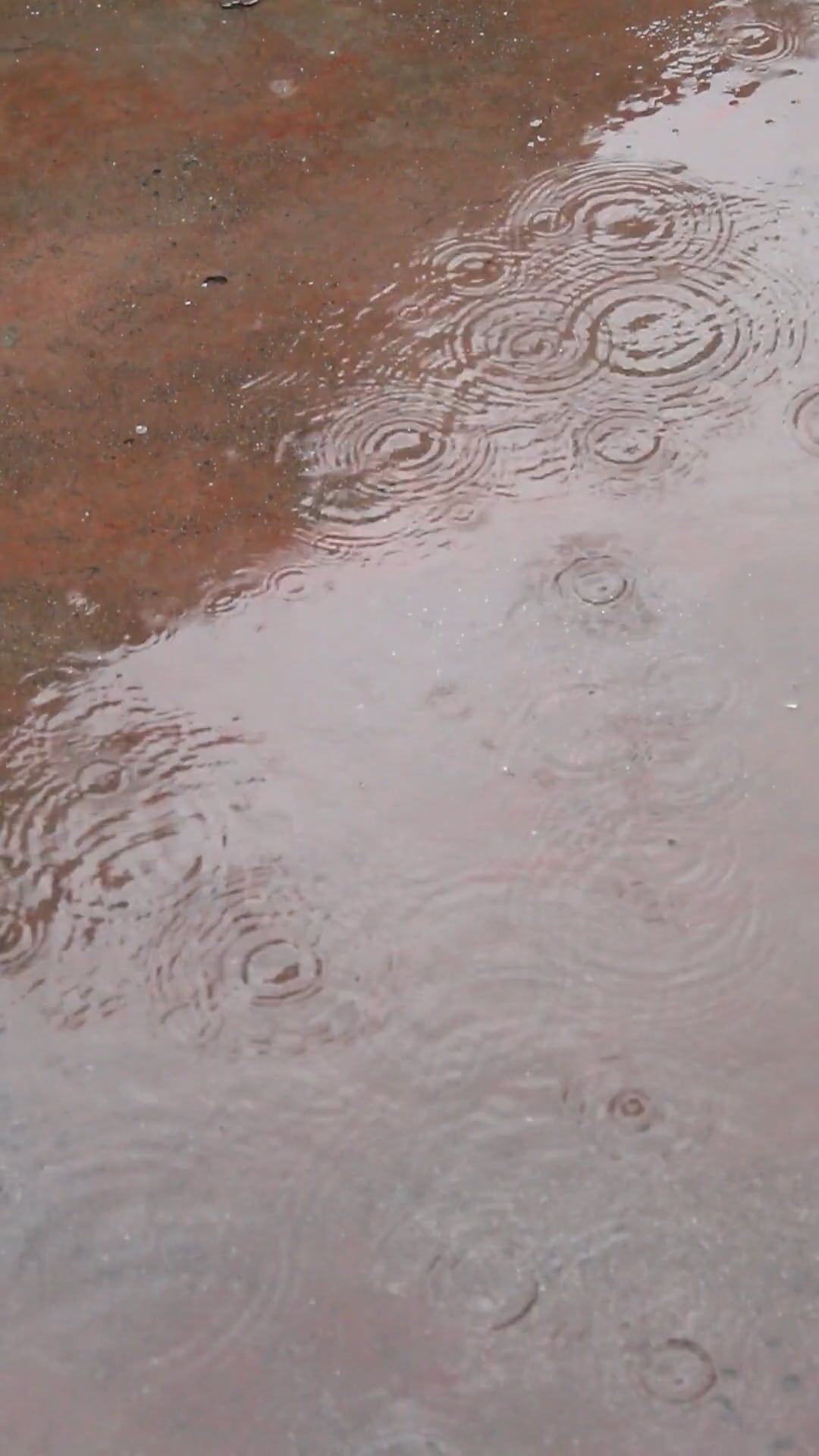 A puddle of water with a small dog in it Free Stock Video Footage ...