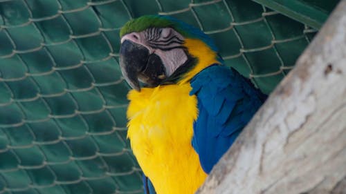 Macaw resting in a tree