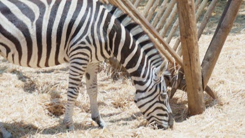 Eating zebra close up in Badoca Safari Park in Portugal