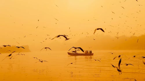 Golden Hour: Riverboat with Birds