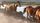 running horse