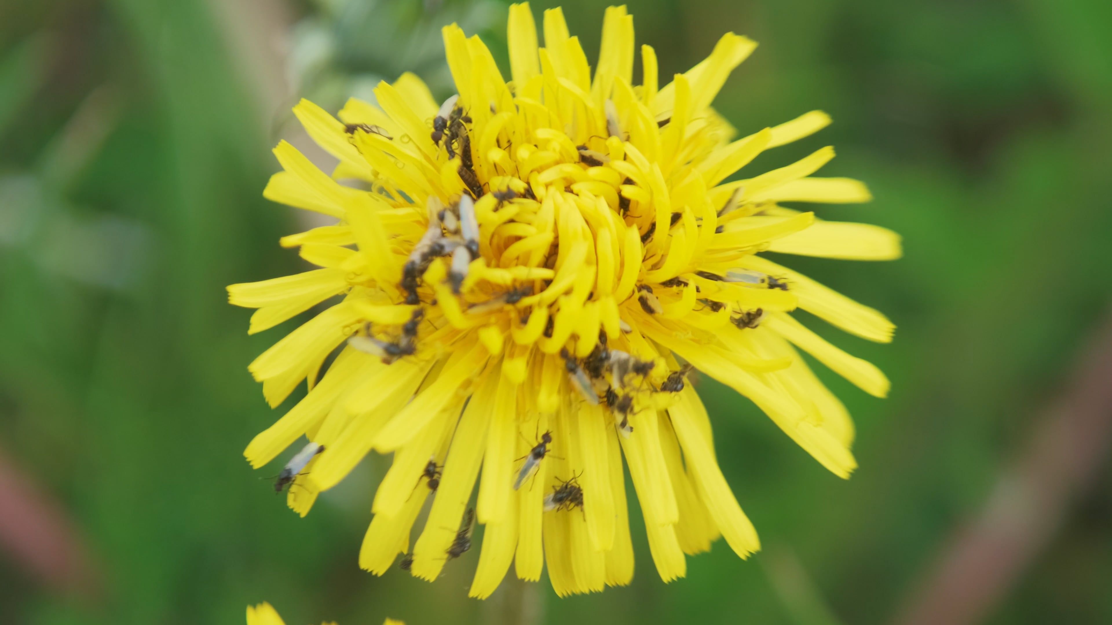 A yellow flower with small bugs on it Free Stock Video Footage, Royalty ...