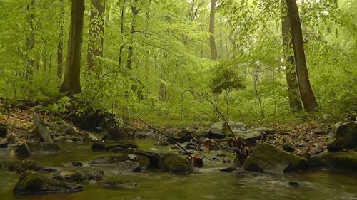 森林與河和長滿苔蘚的岩石的視圖