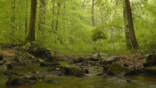 View Of The Woods With River And Mossy Rocks